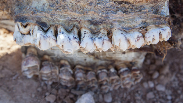 Killed giraffe, teeth Stock photo © michaklootwijk