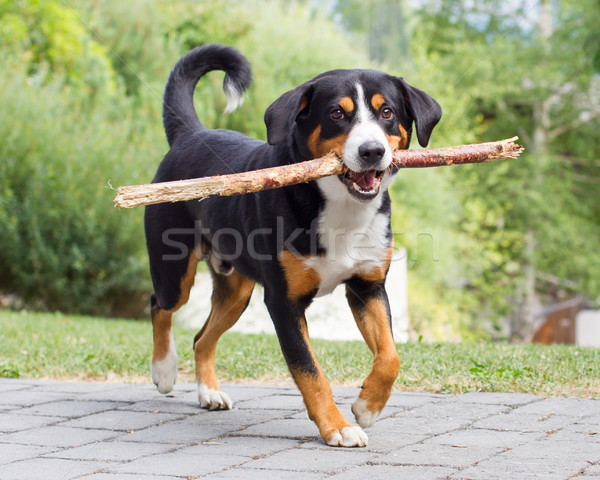 Sennenhund playing with long branch Stock photo © michaklootwijk