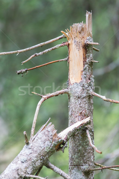Large tree trunk broken Stock photo © michaklootwijk