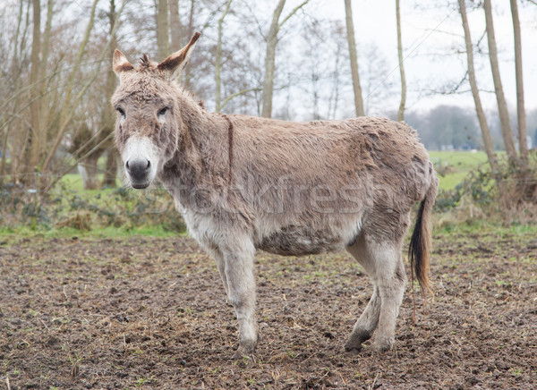 Ezel veld nat dag gras dier Stockfoto © michaklootwijk