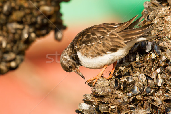 Ruddy Turnstone Stock photo © michaklootwijk