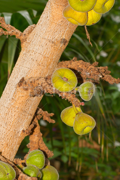 Green figs Stock photo © michaklootwijk