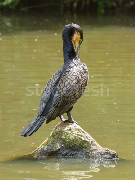 Cormorant in it's natural habitat Stock photo © michaklootwijk
