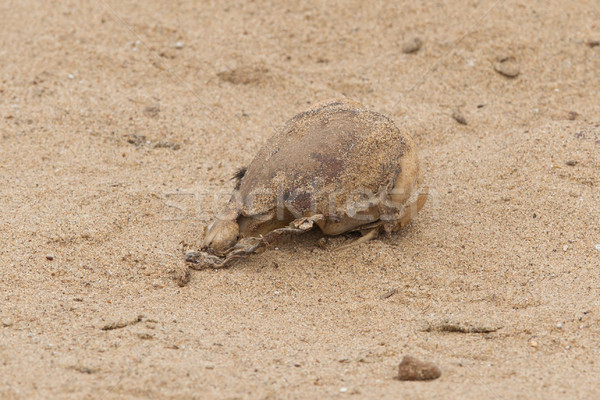 Szőr fóka koponya kereszt Namíbia óceán Stock fotó © michaklootwijk