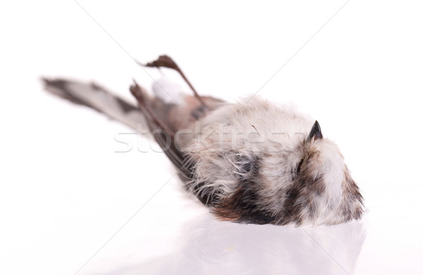 Deceased long-tailed tit Stock photo © michaklootwijk
