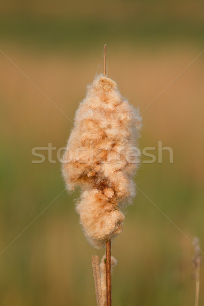 A reedmace Stock photo © michaklootwijk