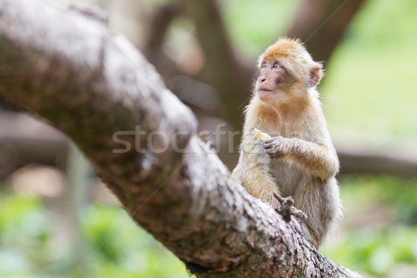 Barbary Macaque (Macaca sylvanus) Stock photo © michaklootwijk