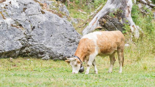 Brown milk cow in a meadow of grass Stock photo © michaklootwijk