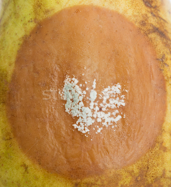 Pear with white area of fungus growing on it, selective focus Stock photo © michaklootwijk