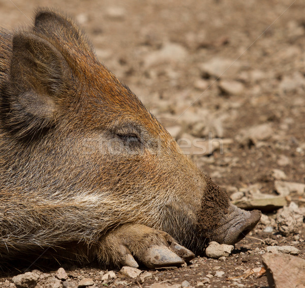 A wild boar is resting Stock photo © michaklootwijk