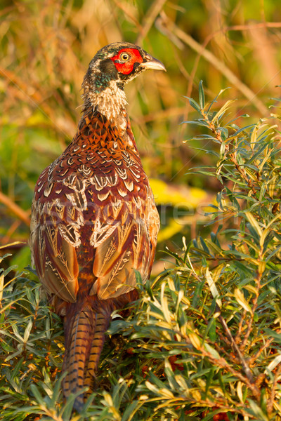 Stock photo: A pheasant