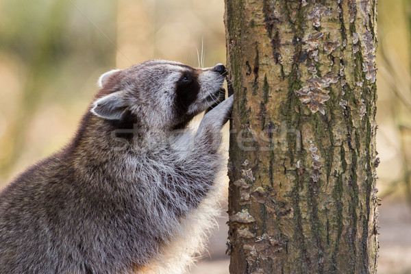 Adulto mapache nido ojo naturaleza pelo Foto stock © michaklootwijk