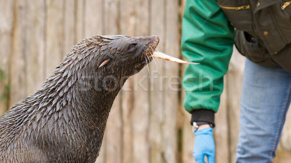 Zeeleeuw eten vis oceaan Blauw Stockfoto © michaklootwijk