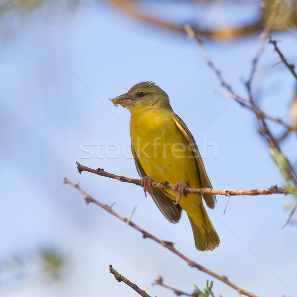 Foto stock: Amarelo · canário · sessão · árvore · Namíbia · céu