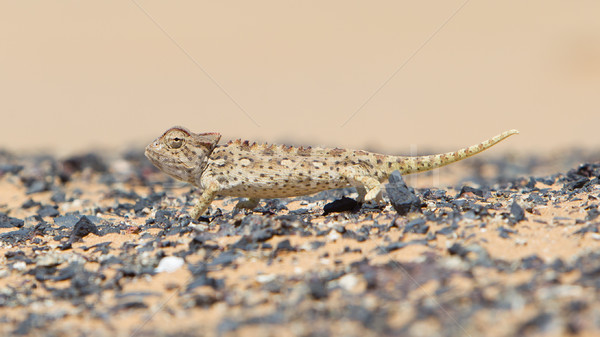 Chameleon охота пустыне Намибия глазах песок Сток-фото © michaklootwijk