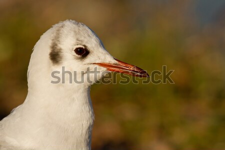 A black-headed gull Stock photo © michaklootwijk