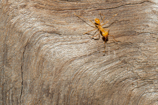 A leaf cutter ant Stock photo © michaklootwijk