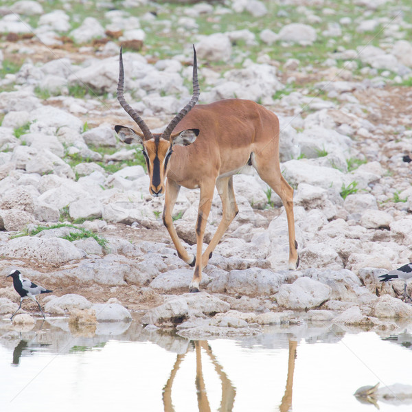 Male black-faced impala (Aepyceros melampus petersi) Stock photo © michaklootwijk
