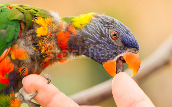 Australiano arco iris humanos dedo aves plantas Foto stock © michaklootwijk