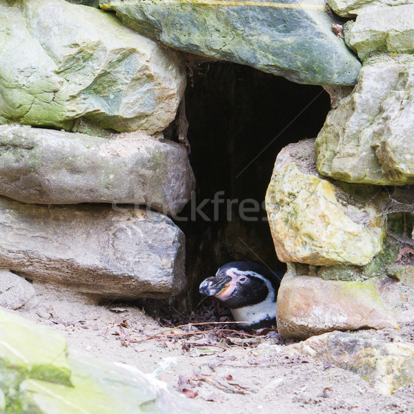 Humboldt penguin Stock photo © michaklootwijk