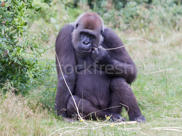 Foto stock: Adulto · gorila · grama · verde · cara · beleza