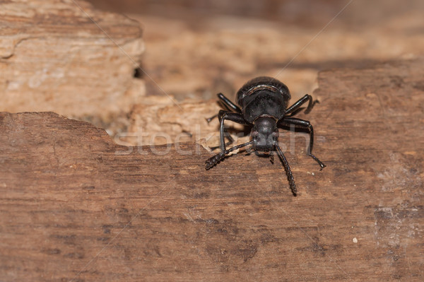 Zwarte kever holland insect grond Stockfoto © michaklootwijk