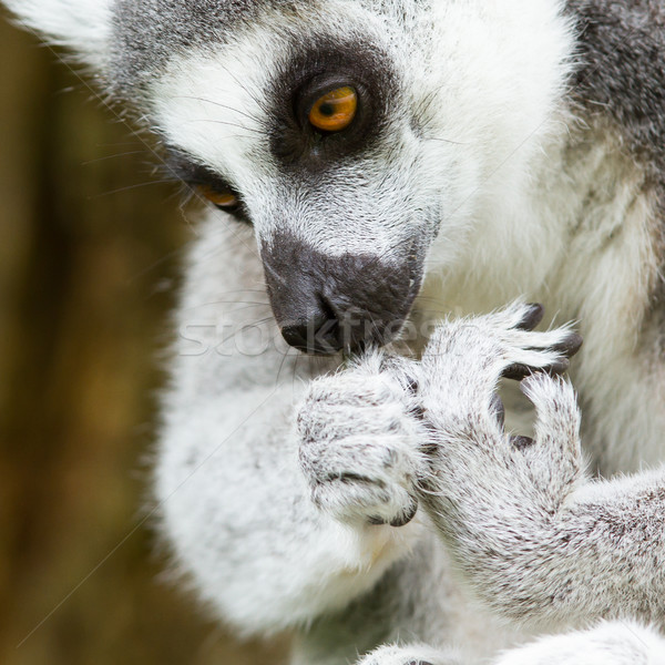 Ring-tailed lemur (Lemur catta) cleaning it's claw Stock photo © michaklootwijk