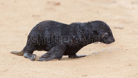 Foto stock: Piel · sello · cruz · Namibia · mar · océano