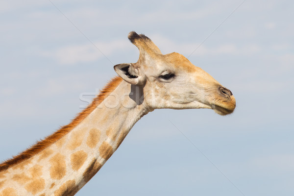 Giraffe in Etosha, Namibia Stock photo © michaklootwijk