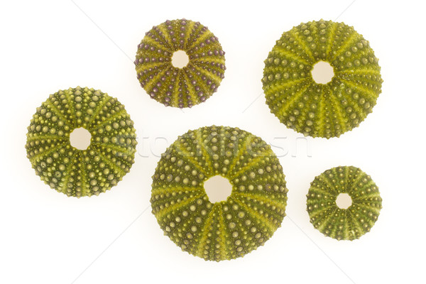 Isolated green sea urchins Stock photo © michaklootwijk