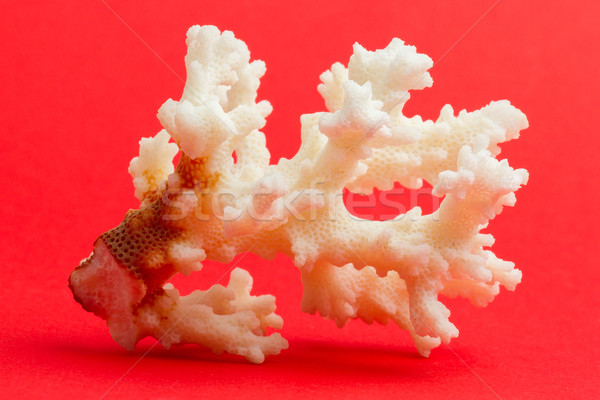 Light coral isolated Stock photo © michaklootwijk