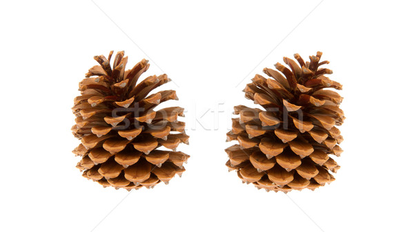 Two pine cones isolated Stock photo © michaklootwijk