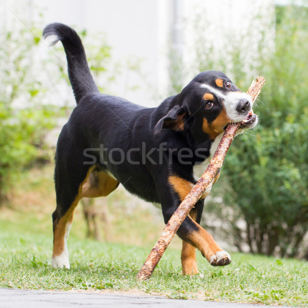 Sennenhund playing with long branch Stock photo © michaklootwijk