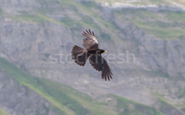 альпийский Flying гор горные оранжевый птица Сток-фото © michaklootwijk