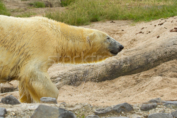 Close-up of a polarbear (icebear)  Stock photo © michaklootwijk