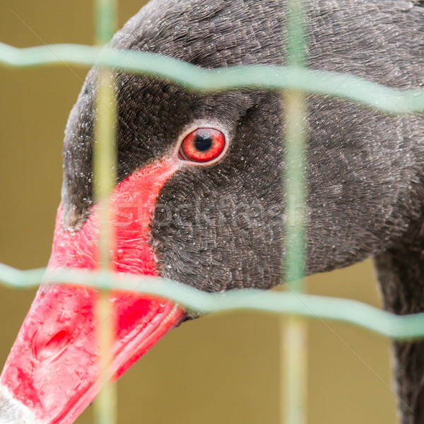 Schwarz Schwan Gefangenschaft holland Natur Vogel Stock foto © michaklootwijk