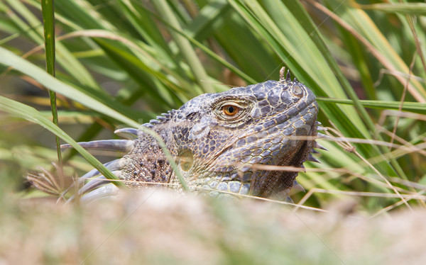 Stockfoto: Leguaan · natuurlijke · leefgebied · natuur · groene · tropische