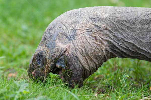 Galapagos giant tortoise eating Stock photo © michaklootwijk