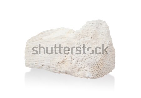 Biały koral kamień odizolowany charakter tle Zdjęcia stock © michaklootwijk