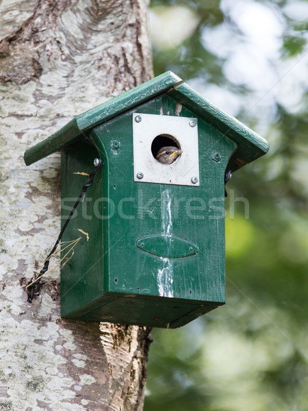 Foto stock: Jóvenes · gorrión · sesión · verde · casa · árbol