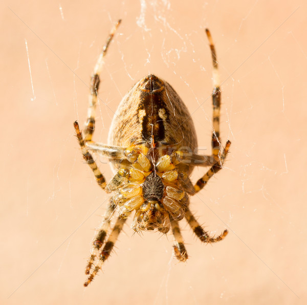 A cross spider Stock photo © michaklootwijk