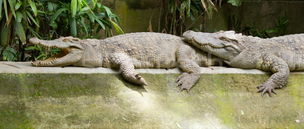 Crocodiles resting in the sun Stock photo © michaklootwijk