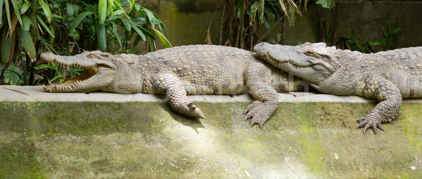 Krokodyle słońce zoo charakter skóry Zdjęcia stock © michaklootwijk