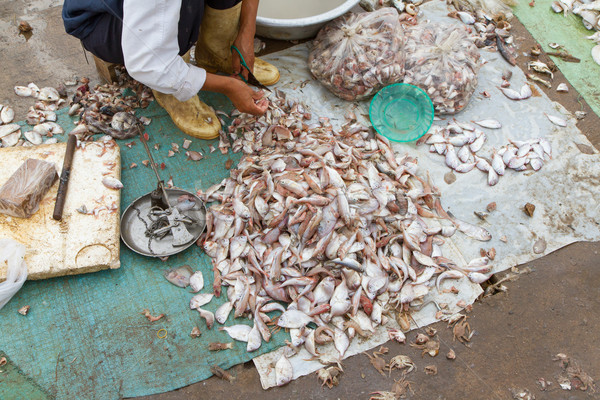 キャッチ 魚 市場 ベトナム カット ストックフォト © michaklootwijk