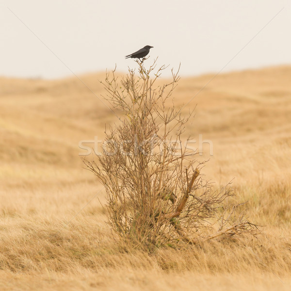 Linea seduta piccolo albero uccello inverno Foto d'archivio © michaklootwijk