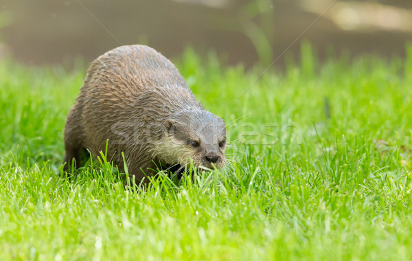 Wet otter is standing in the green grass Stock photo © michaklootwijk