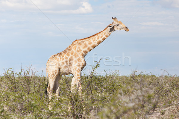 Giraffe in Etosha, Namibia Stock photo © michaklootwijk