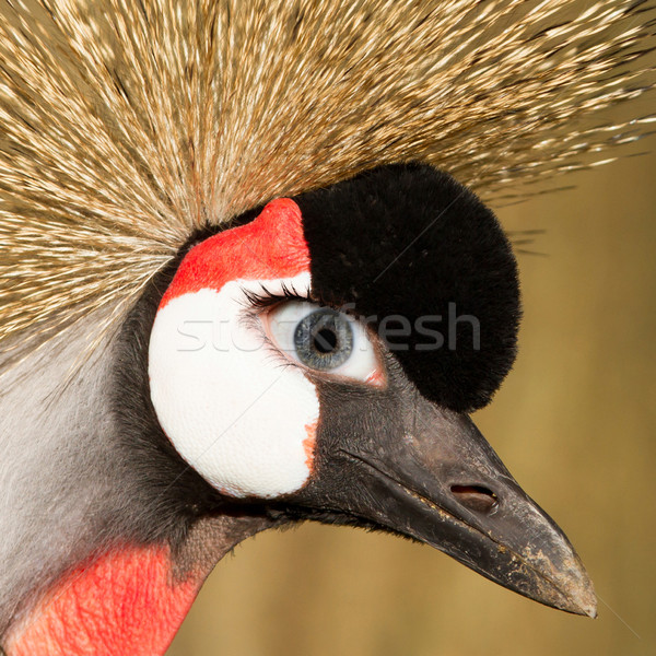 Crowned crane with a human eye Stock photo © michaklootwijk