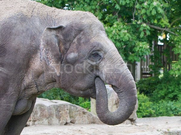 зоопарке слон путешествия парка есть Сток-фото © michaklootwijk