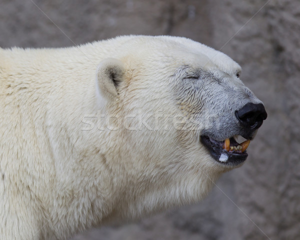 Close-up of a polarbear (icebear) Stock photo © michaklootwijk